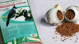 Cám Chim Chào Mào Không Nóng