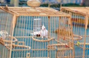 cầu đậu chim tre
