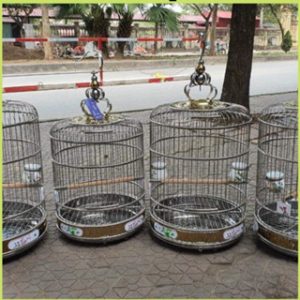 Lồng Chim Phong Thủy 