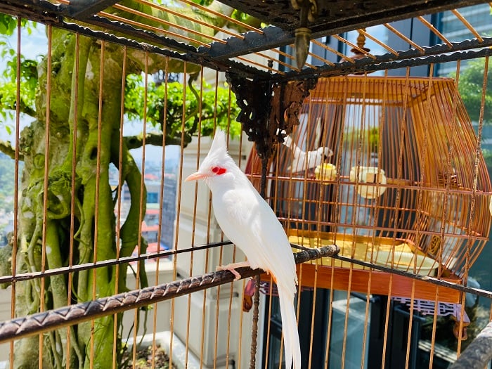 Huấn Luyện Chim Cảnh