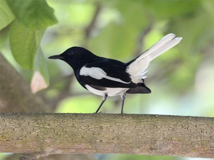 Huấn Luyện Chim Cảnh