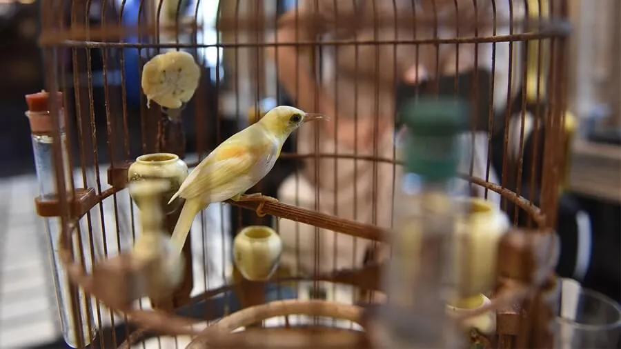 Phụ Kiện Chăm Sóc Chim Cảnh