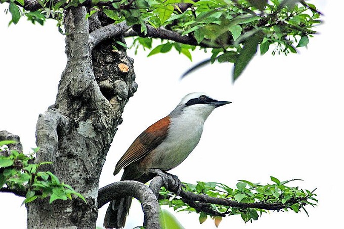 Tắm Cho Chim Cảnh
