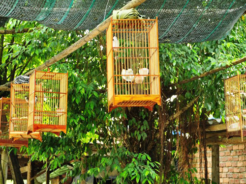 Lồng Chim Cảnh Đẹp