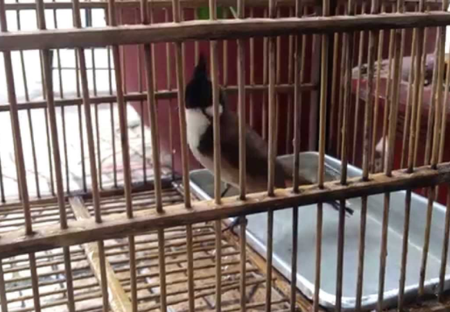 Lồng tắm chim cảnh