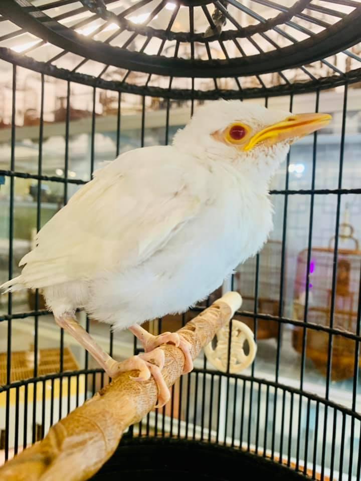 Lồng Chim Cảnh Đẹp