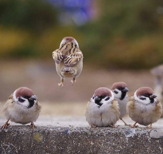 Chăm Sóc Chim Cảnh Khỏe