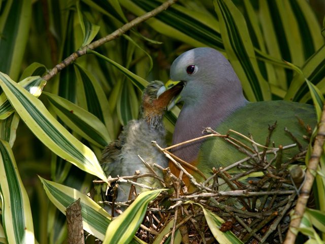 Kỹ Thuật Nuôi Chim Cảnh