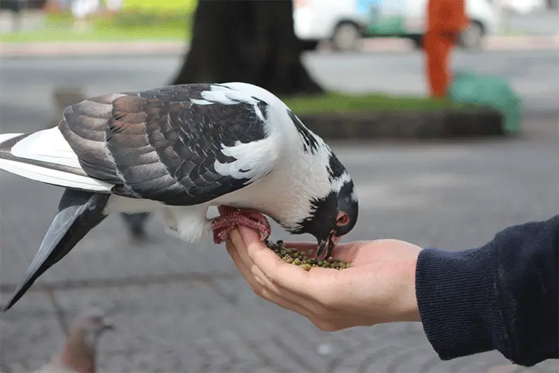Phụ Kiện Chăm Sóc Chim Cảnh